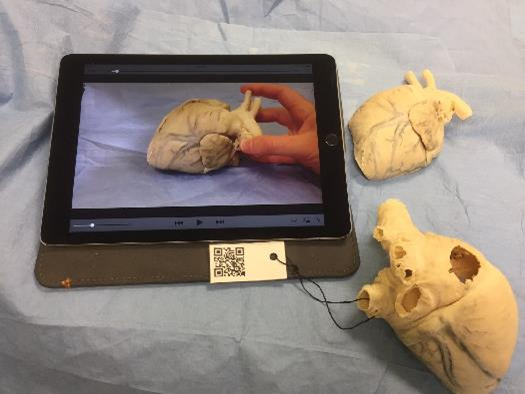 Video explanation of a (plastinated) dog’s heart: note the QR code which enables students to access the video from their own phones or tablets.