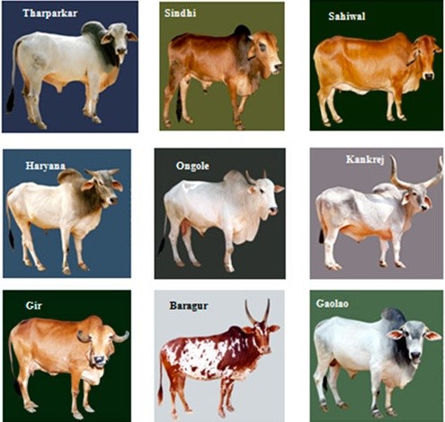 Figure 3: There are many variations of the basic MOOC design Image: © Dairy Cattle, India, 2014© Dairy Cattle, India, 2014